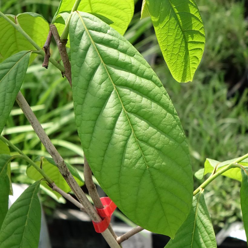 Pawpaw Overleese - Asimina triloba (Blad)