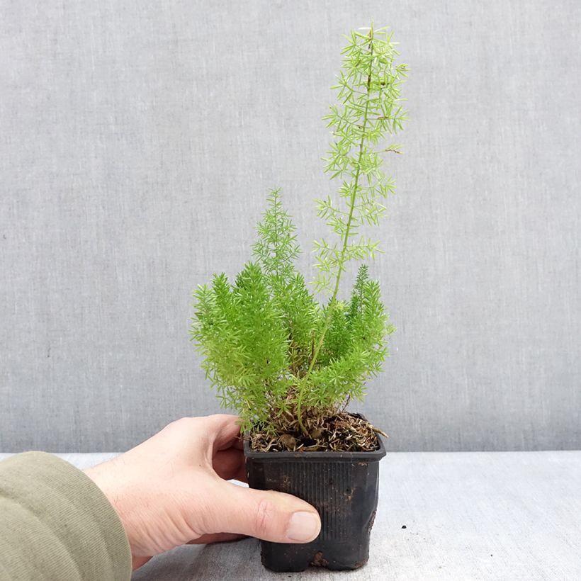 Exemplaar van Asparagus densiflorus var. meyeri - Vossenstaartvaren Kweekpotje van 8/9 cm zoals geleverd in de winter
