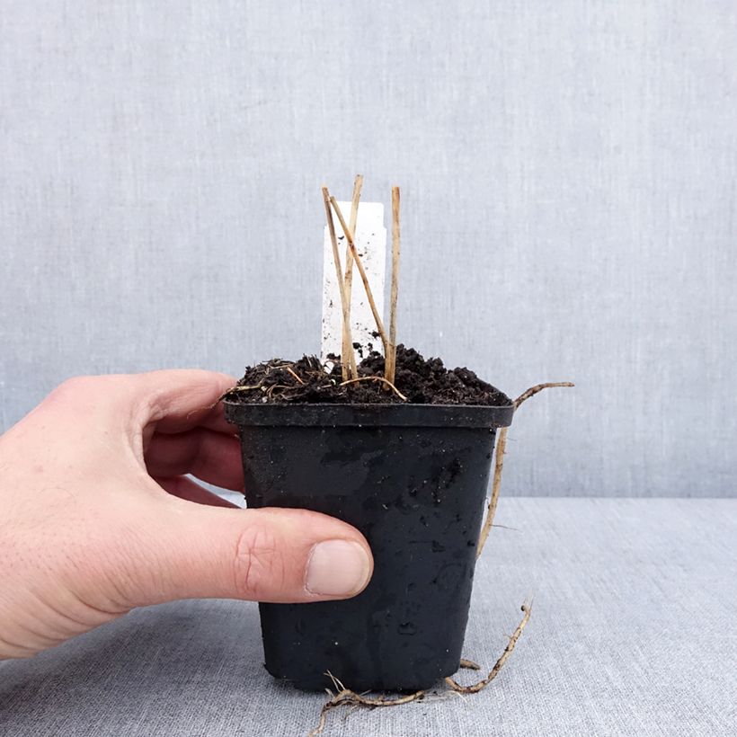 Exemplaar van Asparagus officinalis - Asperge Kweekpotje van 8/9 cm zoals geleverd in de winter