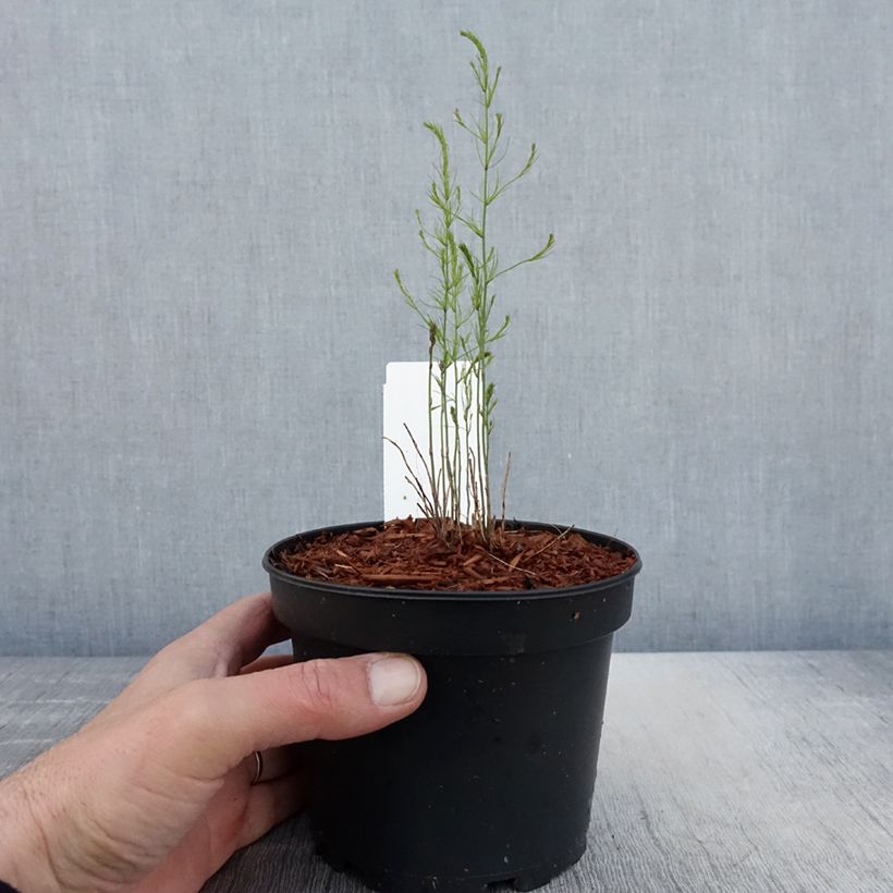 Exemplaar van Groene asperge Mary Washington Pot van 1,5 l/2 l zoals geleverd in de lente