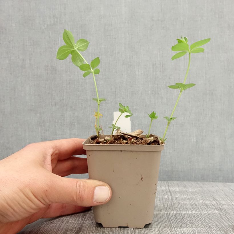 Exemplaar van Asperula taurina - Turijns bedstro Kweekpotje van 8/9 cm zoals geleverd in de lente