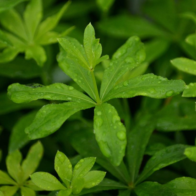 Galium odoratum - Lievevrouwebedstro (Foliage)
