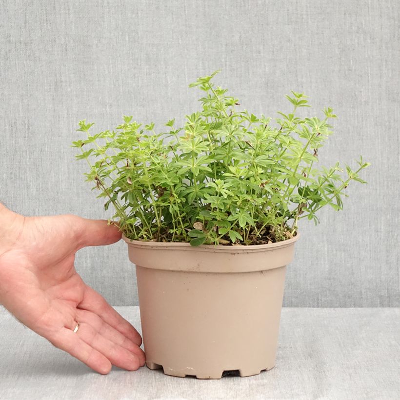 Exemplaar van Galium odoratum - Lievevrouwebedstro Pot van 2 l/3 l zoals geleverd in de zomer