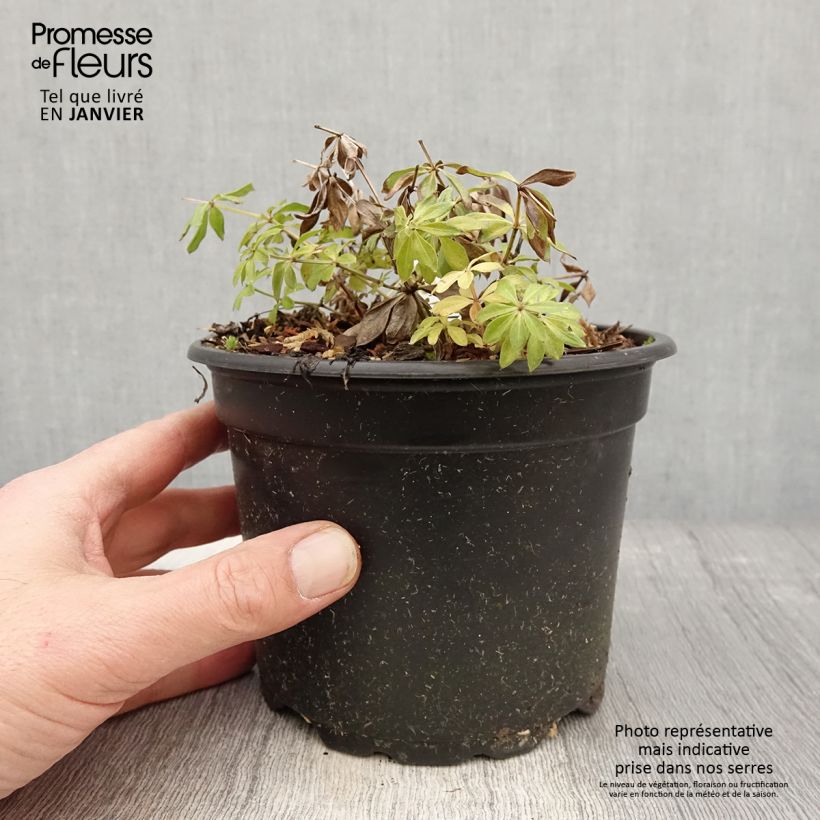 Example of Galium odoratum - Lievevrouwebedstro Pot van 2 l/3 l as you get in hiver