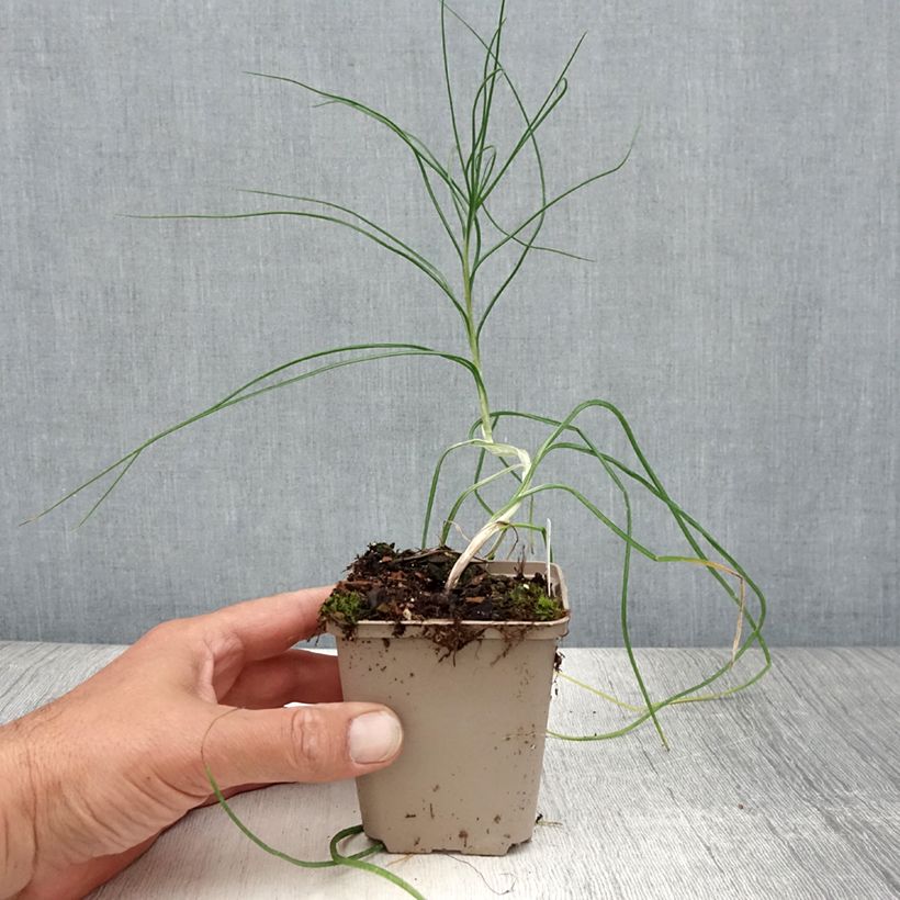 Exemplaar van Asphodeline liburnica - Jonkerlelie Kweekpotje van 8/9 cm zoals geleverd in de zomer