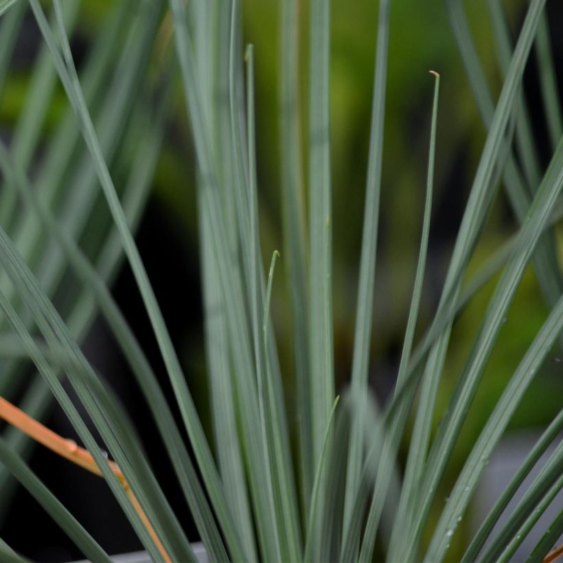 Asphodeline lutea - Gele affodil (Foliage)