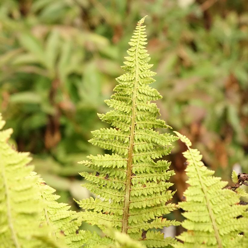 Polystichum setiferum Congestum - Zachte naaldvaren (Blad)
