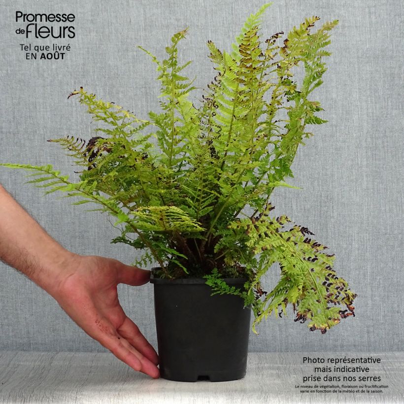 Exemplaar van Polystichum setiferum Congestum - Zachte naaldvaren Pot van 2 l/3 l zoals geleverd in de zomer