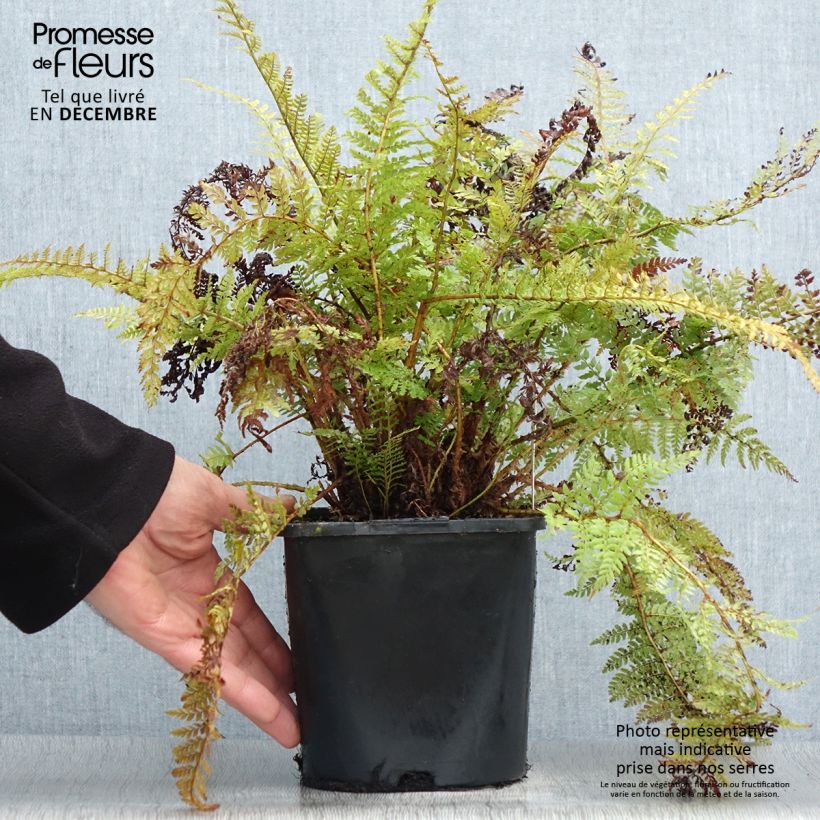 Example of Polystichum setiferum Congestum - Zachte naaldvaren Pot van 2 l/3 l as you get in hiver