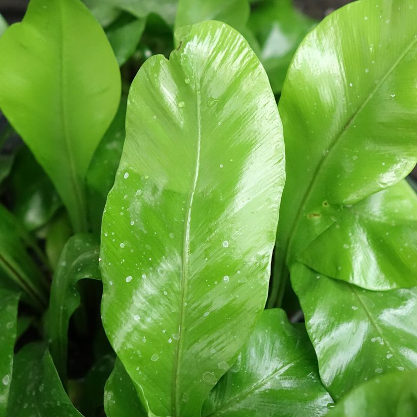 Asplenium nidus - Vogelnestvaren (Blad)
