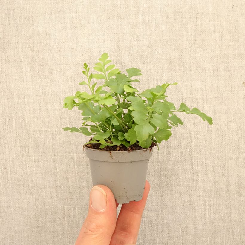Exemplaar van Asplenium Parvati - Varen Mini-kamerplanten zoals geleverd in de lente