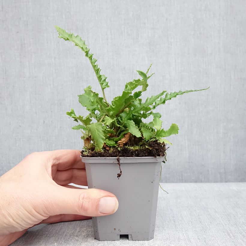 Example of Asplenium scolopendrium Angustifolia - Fougère scolopendre Kweekpotje van 8/9 cm as you get in hiver