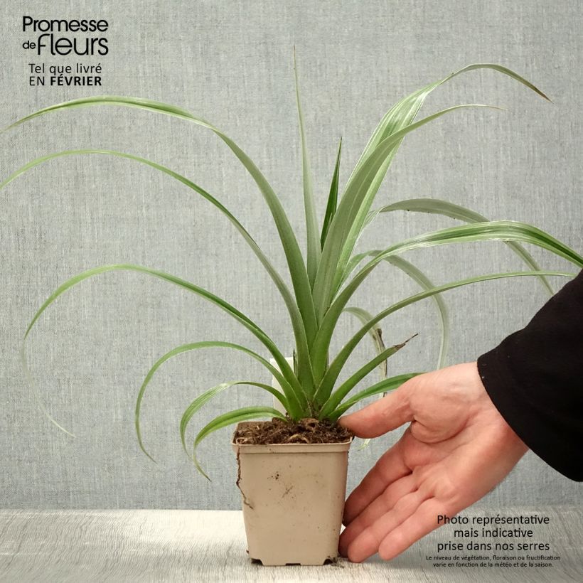 Example of Astelia chathamica Silver Shadow Kweekpotje van 8/9 cm as you get in hiver