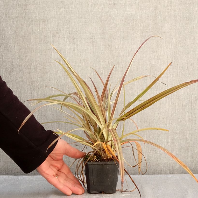 Example of Astelia nervosa Westland Kweekpotje van 8/9 cm as you get in hiver