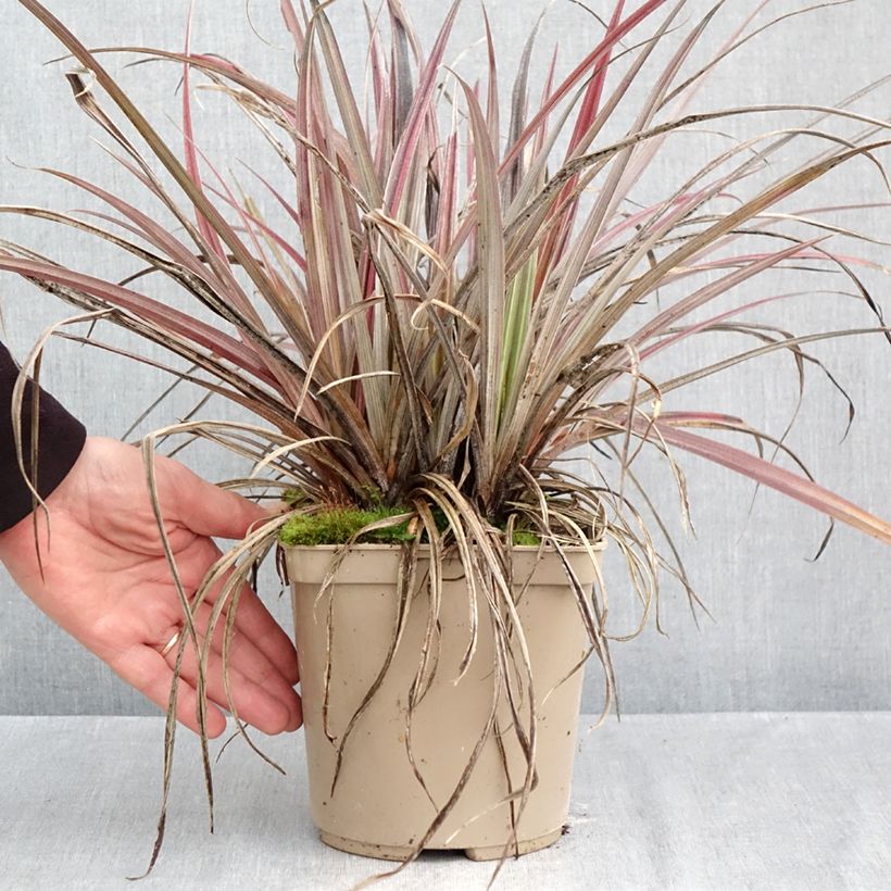 Exemplaar van Astelia Red Shadow Pot van 2 l/3 l zoals geleverd in de herfst