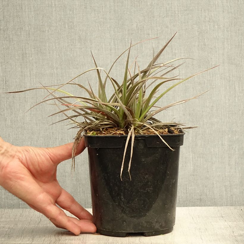 Exemplaar van Astelia Red Shadow Pot van 2 l/3 l zoals geleverd in de zomer