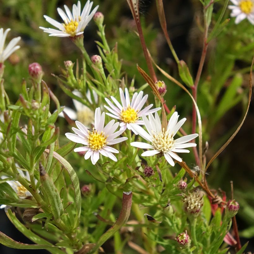 Aster linariifolius - Herfstaster (Bloei)