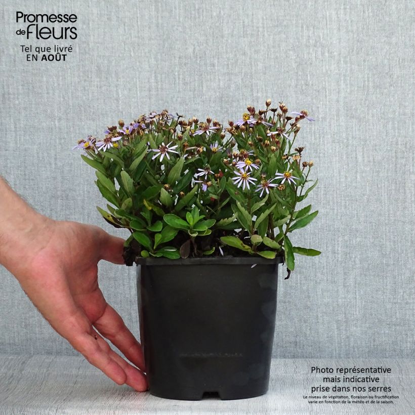 Exemplaar van Aster ageratoides Adustus Nanus - Japanse dwergaster Pot van 1,5 l/2 l zoals geleverd in de zomer