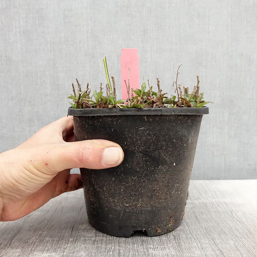 Exemplaar van Aster ageratoides Adustus Nanus - Japanse dwergaster Pot van 1,5 l/2 l zoals geleverd in de lente