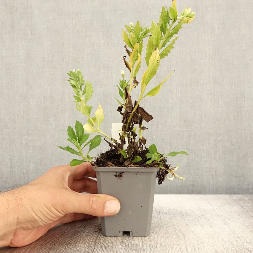 Exemplaar van Aster ageratoides Ashvi - Japanse dwergaster Kweekpotje van 8/9 cm zoals geleverd in de herfst