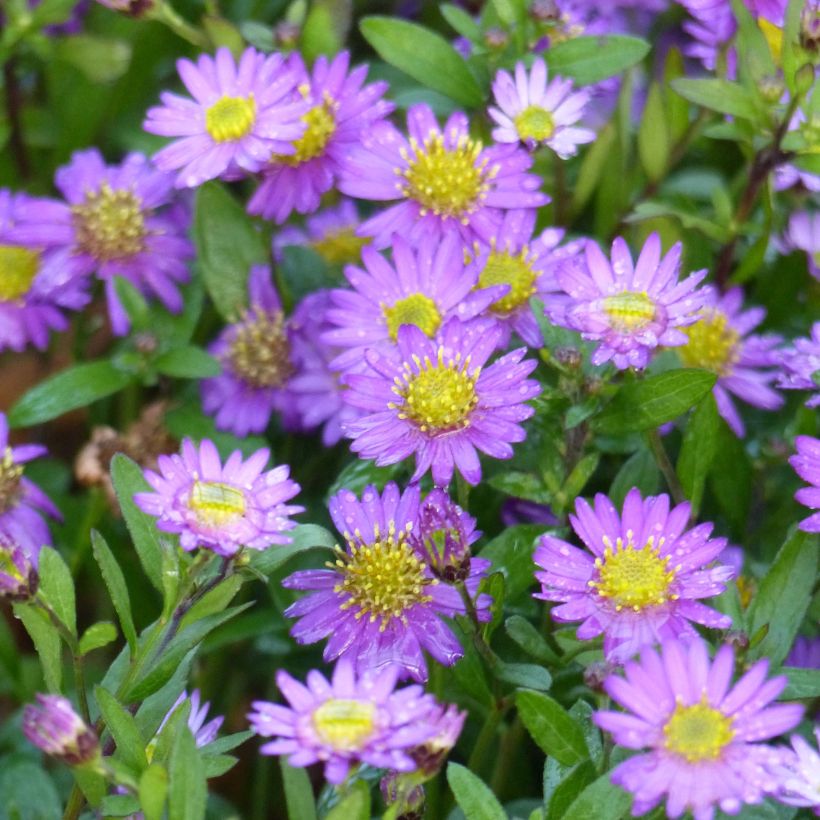 Aster ageratoides Ezo Murasaki - Japanse dwergaster (Flowering)