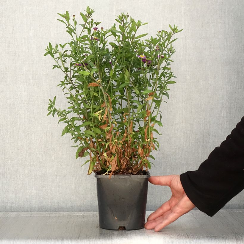 Exemplaar van Aster ageratoides Ezo Murasaki Pot de 2L/3L zoals geleverd in de herfst