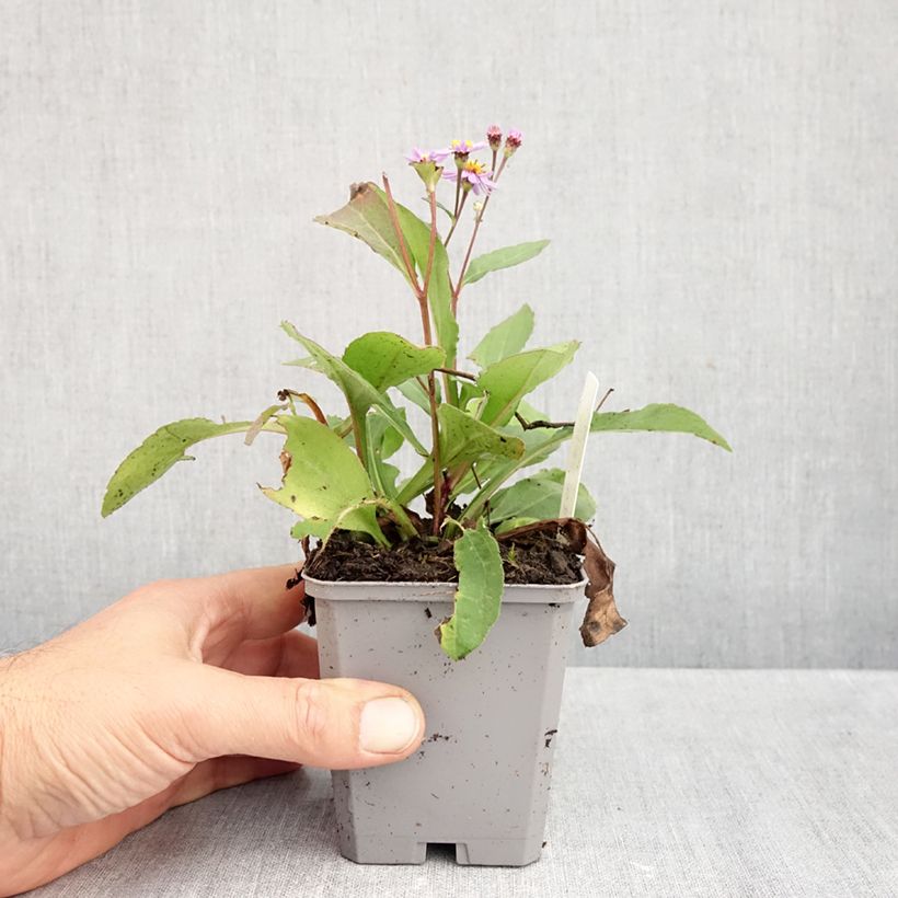 Exemplaar van Aster ageratoides Harry Schmidt - Japanse dwergaster Kweekpotje van 8/9 cm zoals geleverd in de herfst
