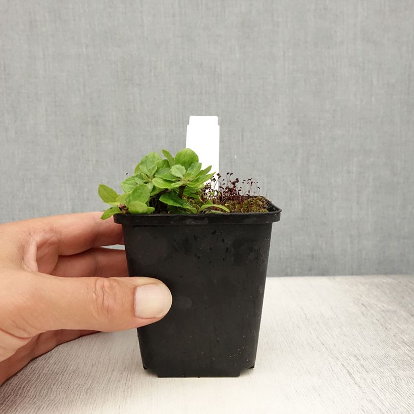 Exemplaar van Aster ageratoides Harry Schmidt - Japanse dwergaster Kweekpotje van 8/9 cm zoals geleverd in de zomer