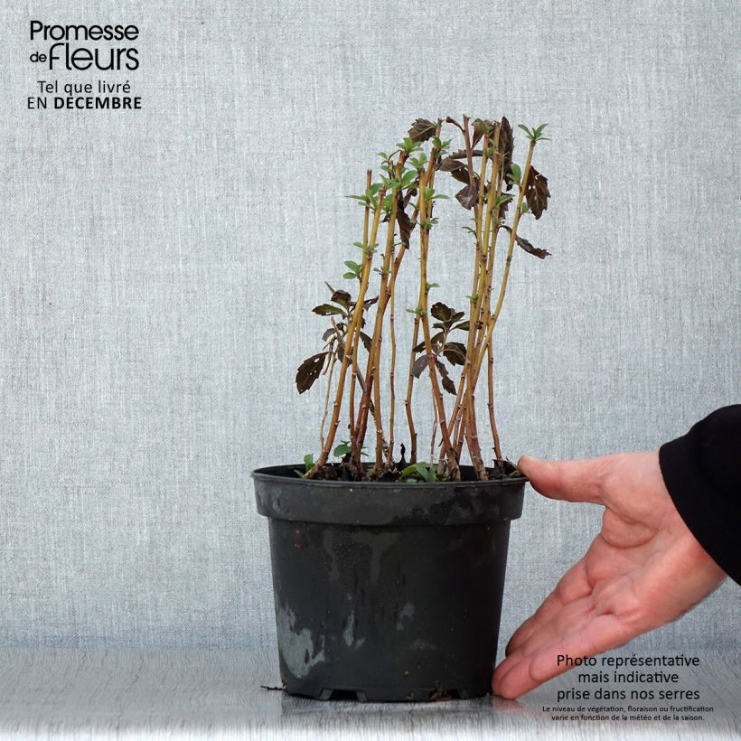 Exemplaar van Aster ageratoides Stardust Pot de 2L/3L zoals geleverd in de herfst