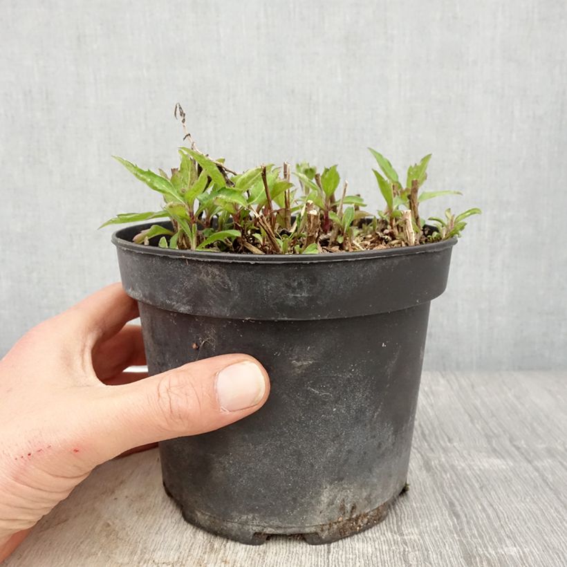 Exemplaar van Aster Stardust - Japanse dwergaster Pot van 2 l/3 l zoals geleverd in de lente