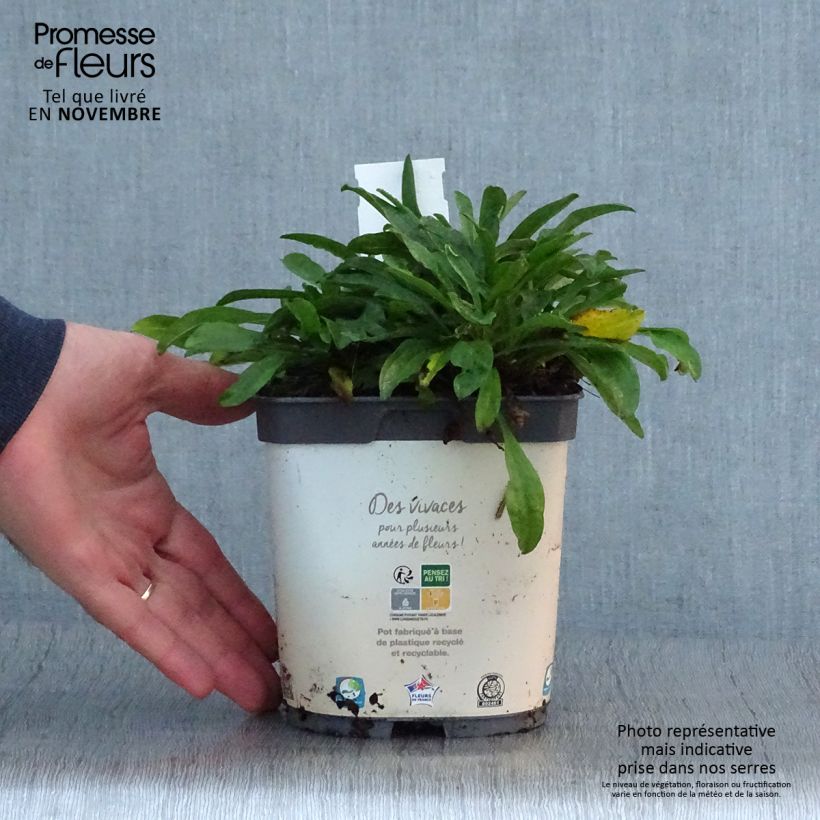 Exemplaar van Aster alpinus Albus - Alpenaster Pot van 2 l/3 l zoals geleverd in de herfst