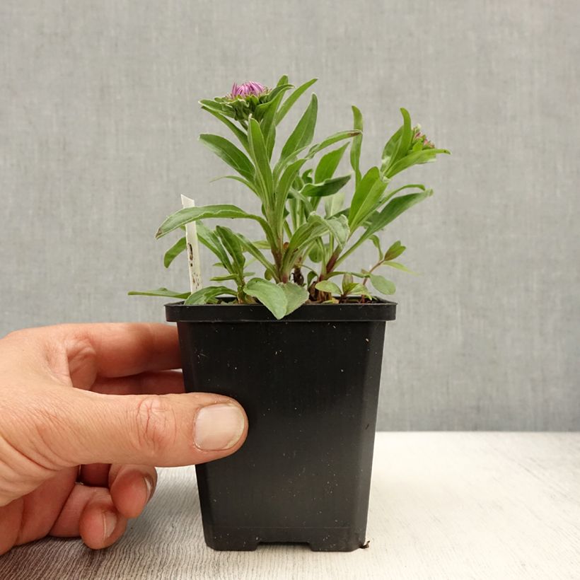 Exemplaar van Aster alpinus Blue Beauty - Alpenaster Kweekpotje van 8/9 cm zoals geleverd in de lente