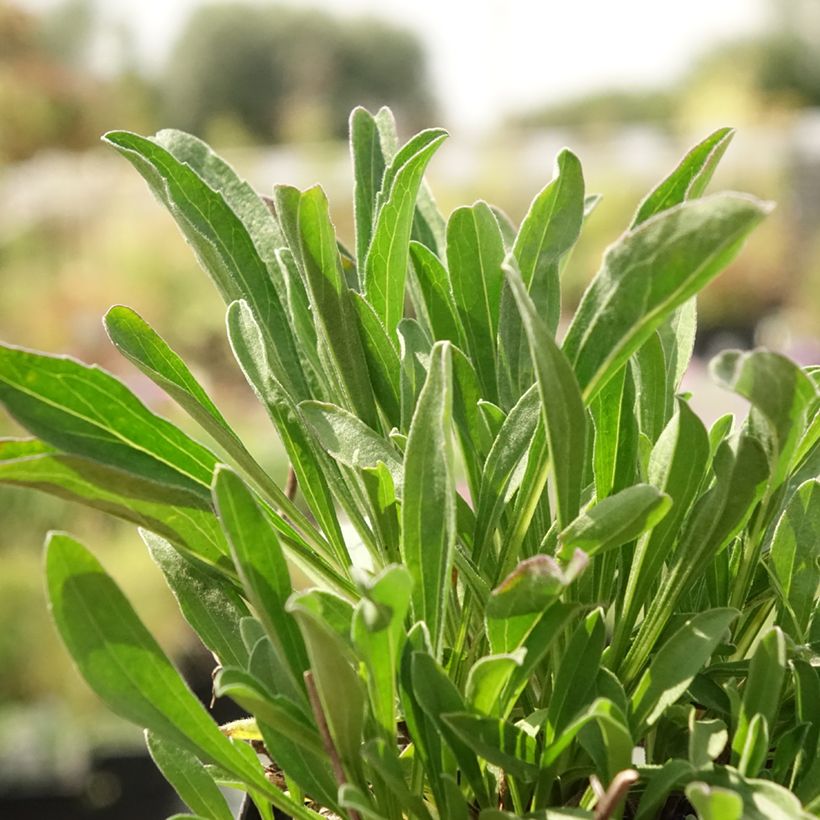 Aster alpinus Blue Beauty - Alpenaster (Blad)