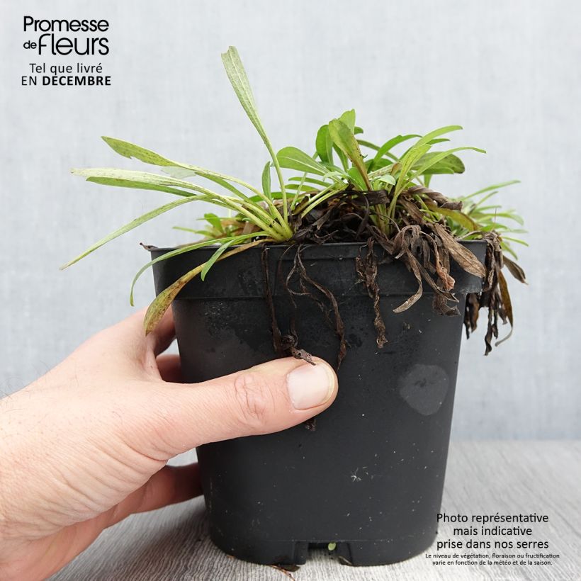 Exemplaar van Aster alpinus Dunkle Schöne - Alpenaster Pot van 2 l/3 l zoals geleverd in de herfst