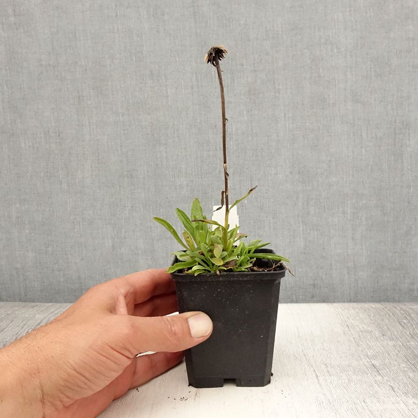 Exemplaar van Aster alpinus Pinkie - Alpenaster Kweekpotje van 8/9 cm zoals geleverd in de zomer