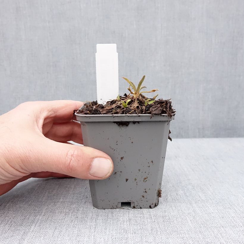 Example of Aster alpinus Pinkie - Aster des Alpes Kweekpotje van 8/9 cm as you get in hiver