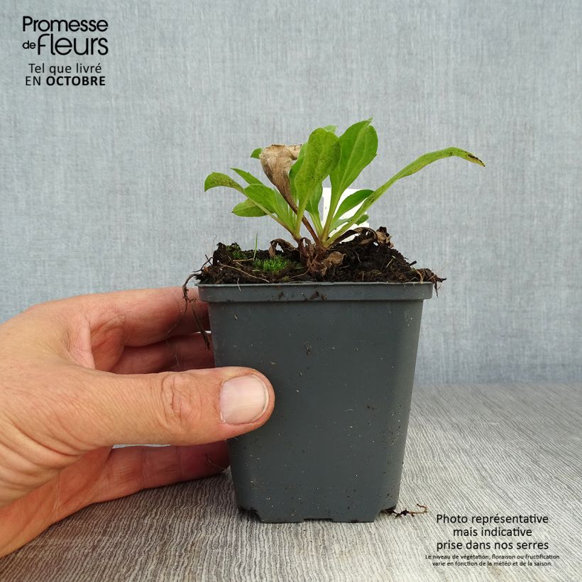 Exemplaar van Aster amellus Blue King - Bergaster Kweekpotje van 8/9 cm zoals geleverd in de herfst