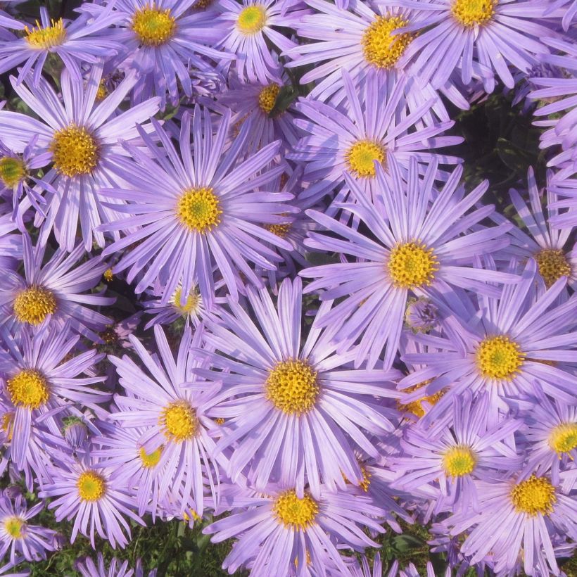 Aster amellus Blue King - Bergaster (Flowering)