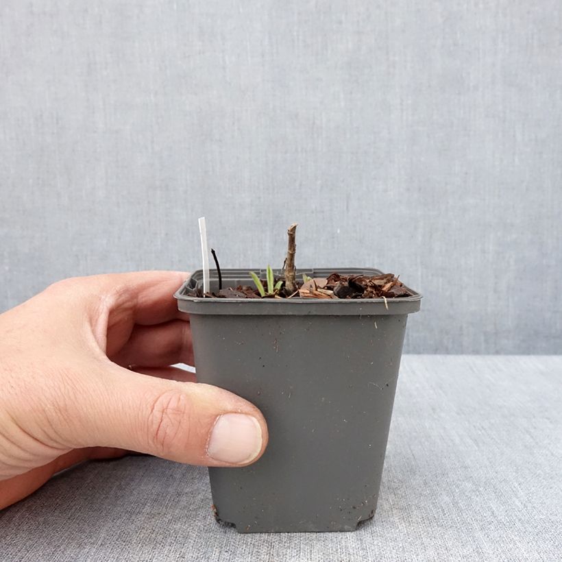 Exemplaar van Aster amellus Sonora - Bergaster Kweekpotje van 8/9 cm zoals geleverd in de lente