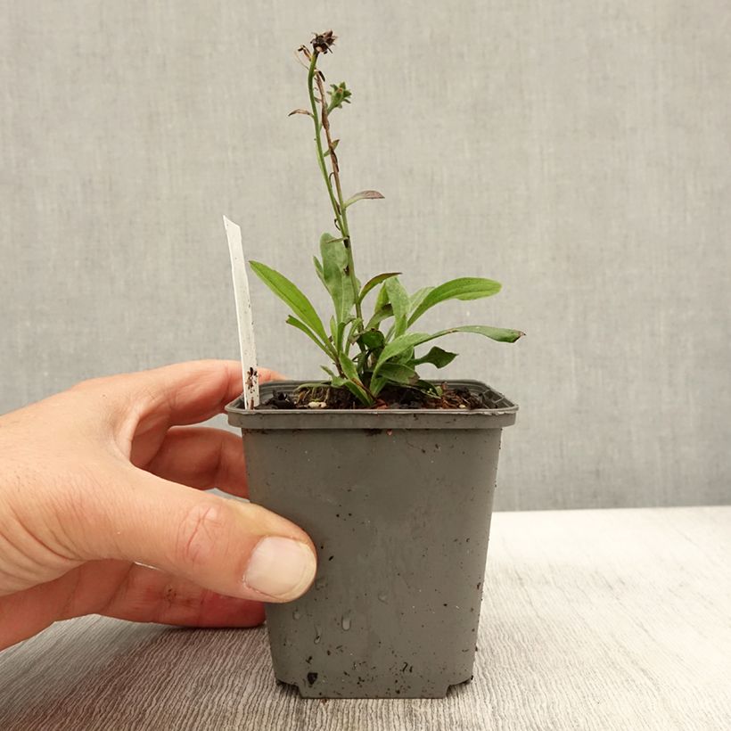 Exemplaar van Aster amellus Sonora - Bergaster Kweekpotje van 8/9 cm zoals geleverd in de herfst