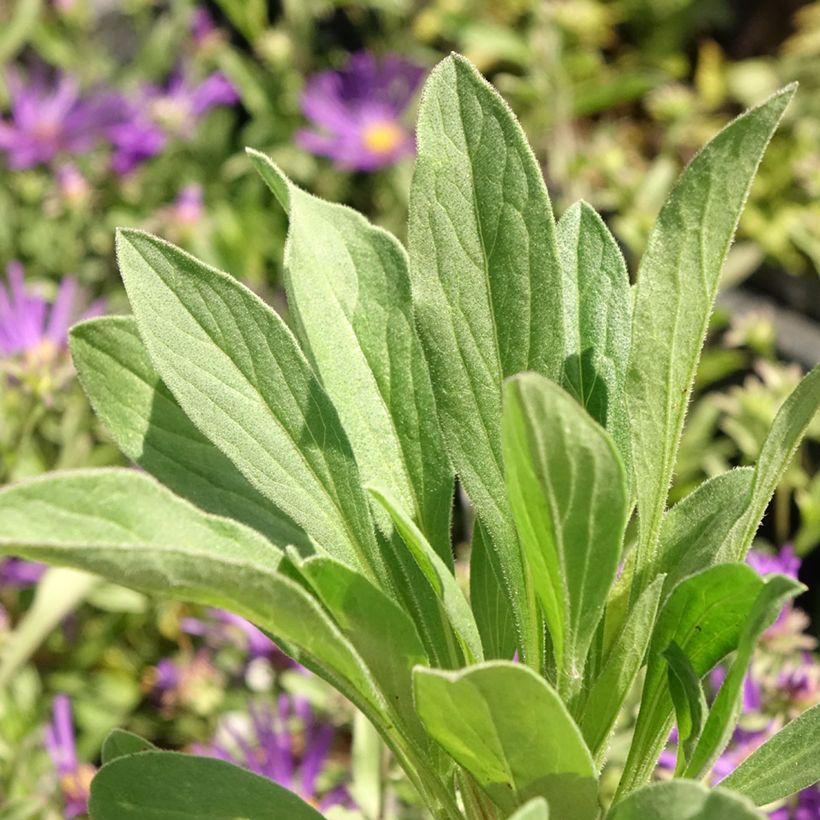 Aster amellus Veilchenkönigin - Bergaster (Blad)
