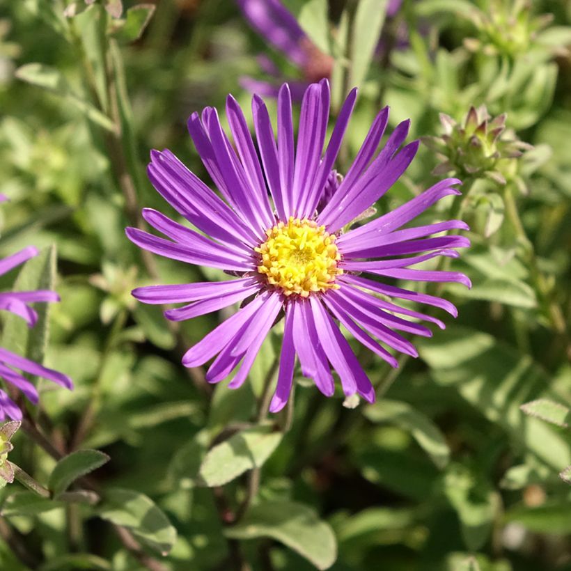 Aster amellus Veilchenkönigin - Bergaster (Bloei)