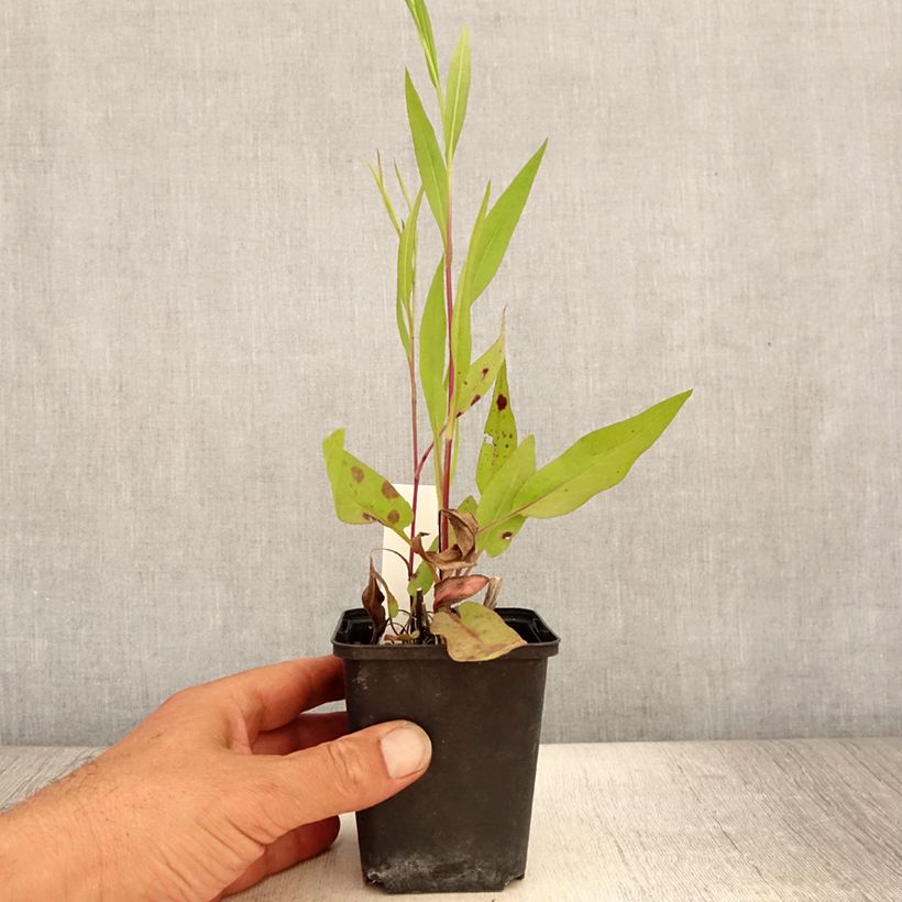 Exemplaar van Aster azureus - Herfstaster Kweekpotje van 8/9 cm zoals geleverd in de zomer