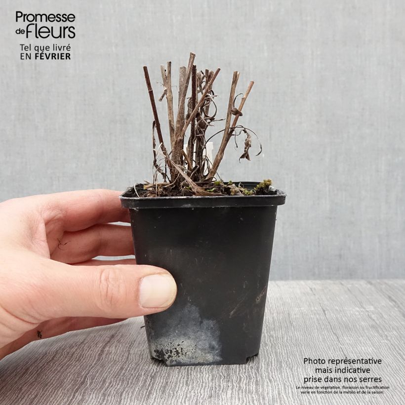 Example of Aster azureus Kweekpotje van 8/9 cm as you get in hiver