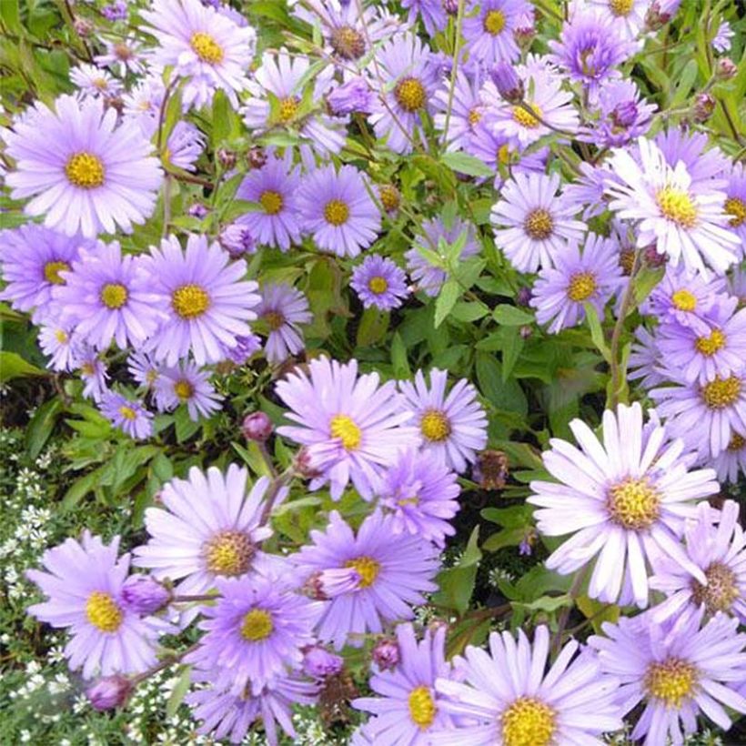 Aster Barts Blue Beauty - Herfstaster (Bloei)