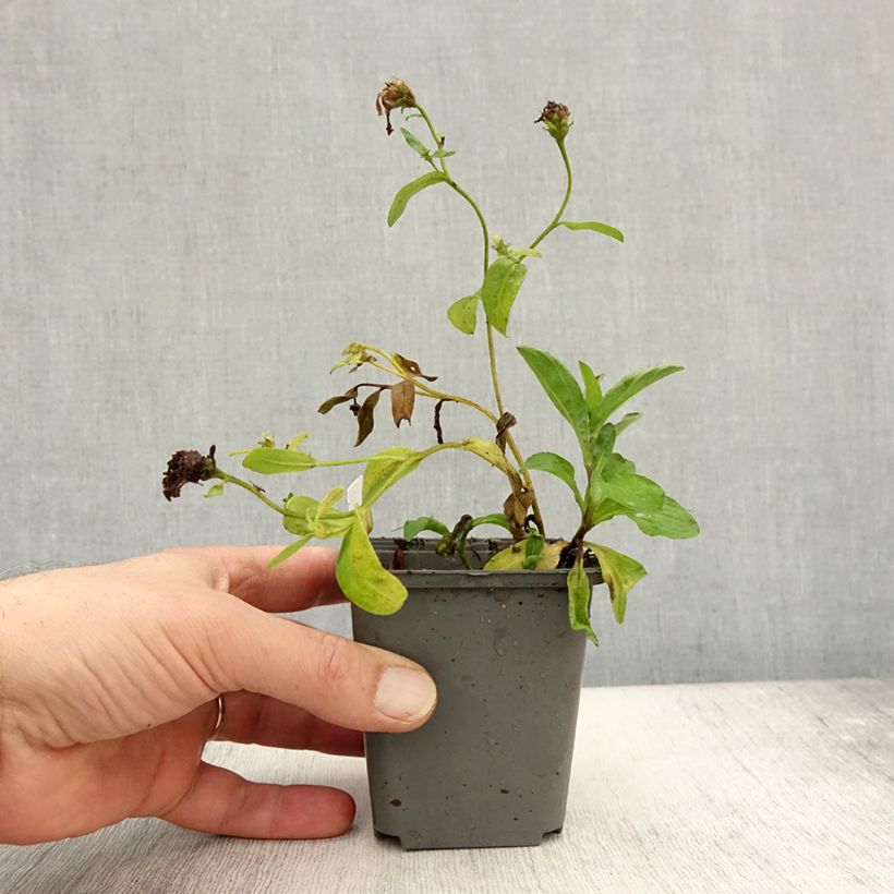 Exemplaar van Aster Barts Blue Beauty - Herfstaster Kweekpotje van 8/9 cm zoals geleverd in de herfst