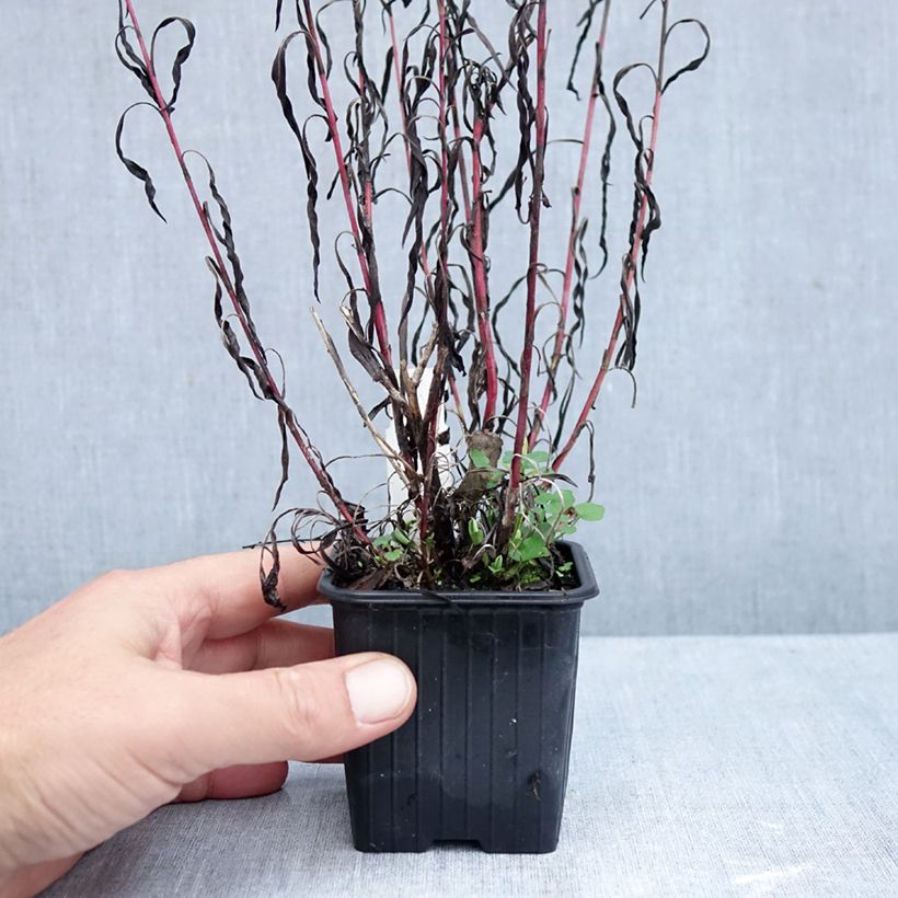 Exemplaar van Aster datschii - Herfstaster Kweekpotje van 8/9 cm zoals geleverd in de herfst
