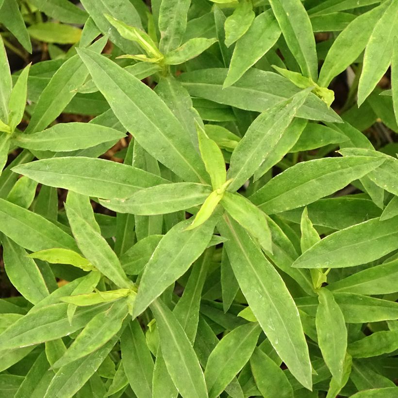 Aster dumosus Anneke - Dwergaster (Blad)