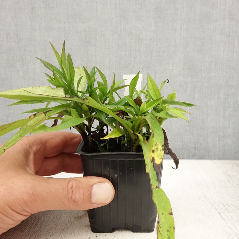 Exemplaar van Aster dumosus Augenweide - Dwergaster Kweekpotje van 8/9 cm zoals geleverd in de zomer