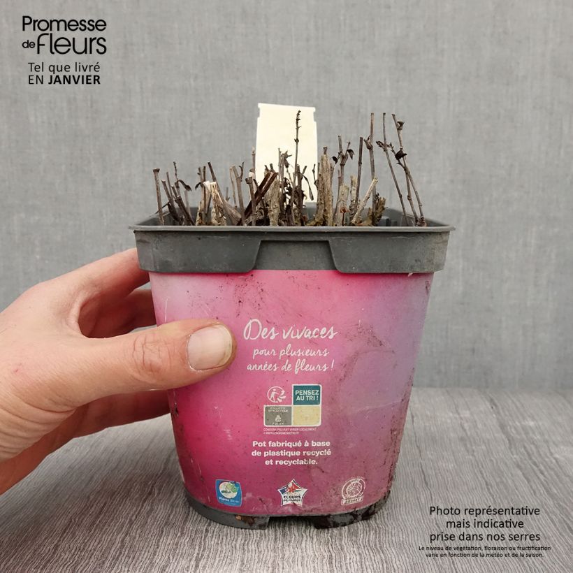 Example of Aster dumosus Bahamas - Dwergaster Pot van 2 l/3 l as you get in hiver